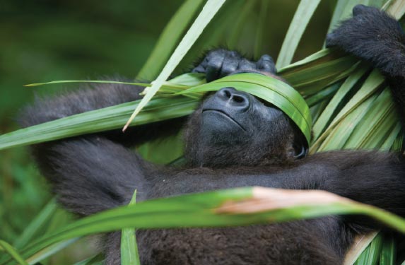 PreservationGorilla.jpg