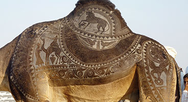 Camel Festival